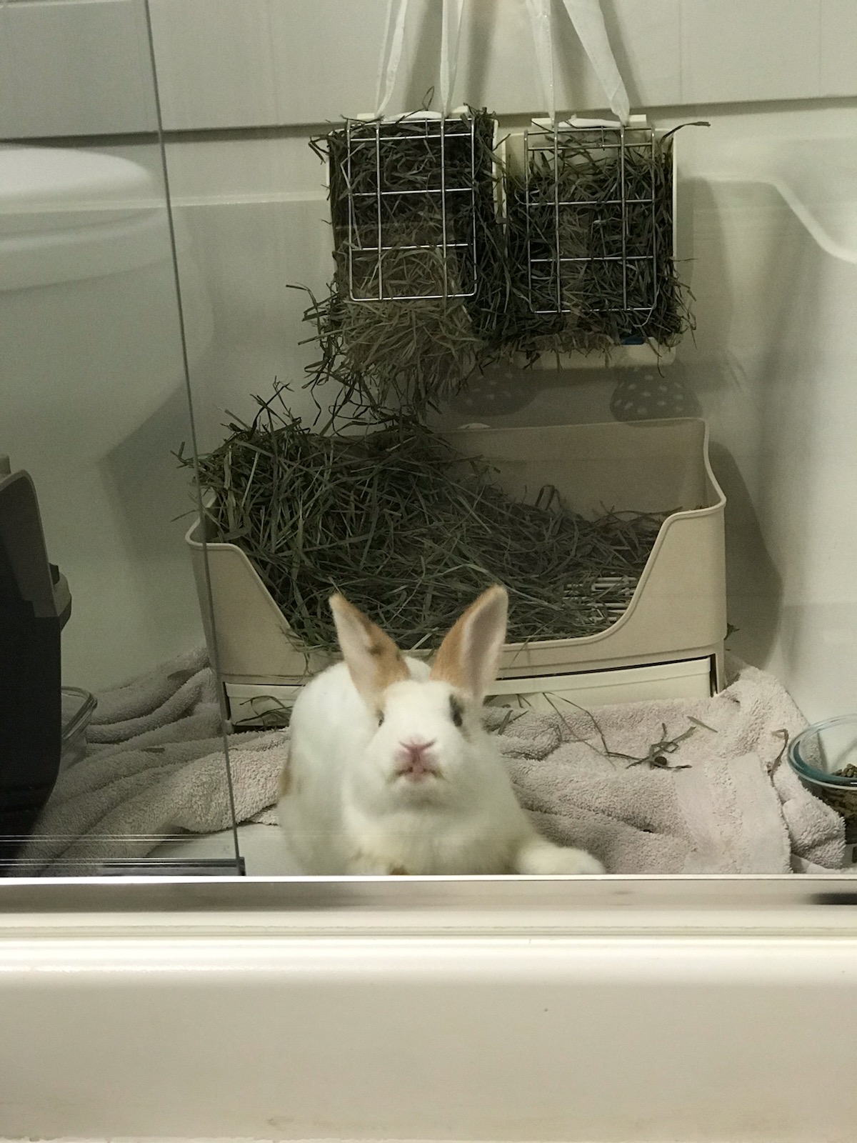 Houston Rabbit Resource