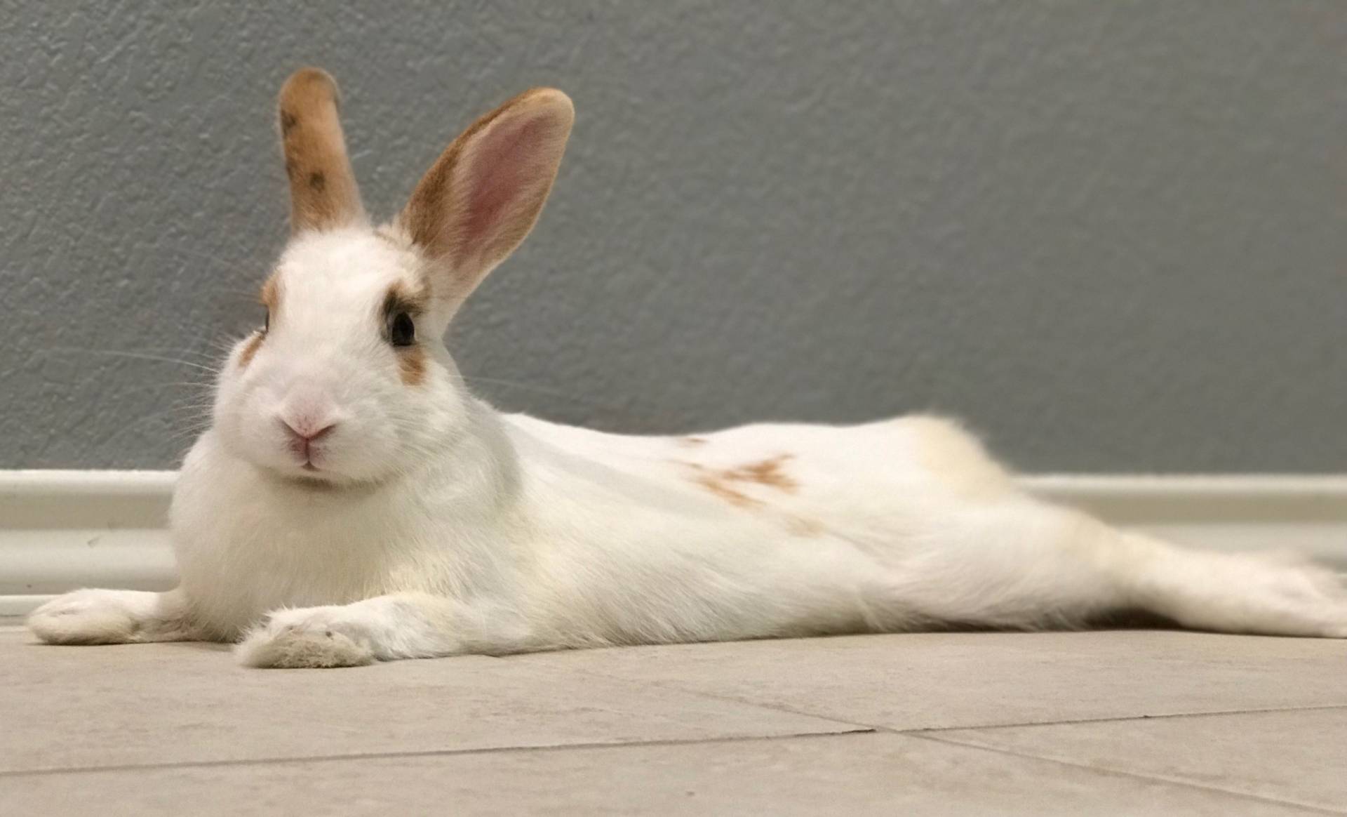 Houston Rabbit Resource